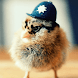 Chick Wallpaper - Androidアプリ