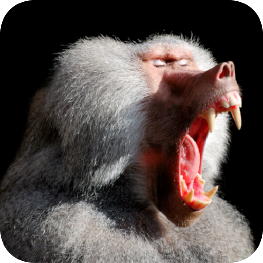 Baboon Sounds logo