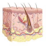 Dermatology Miniatlas icon