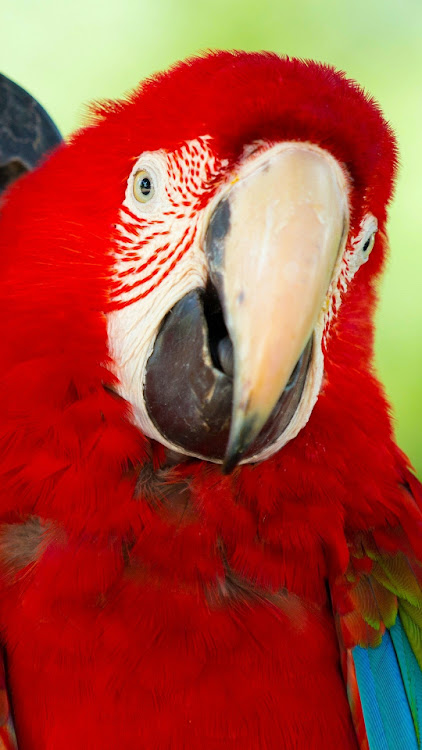 Parrot -Wallpapers,Puzzle - 3.0 - (Android)