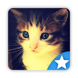 Cat Wallpapers! icon