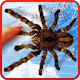 عنکبوتی، تصویر زمینه زنده دانلود در ویندوز