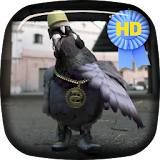 Gangsta Pigeon Rap LiveWallp icon