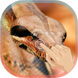 Magic Touch Python Attack icon