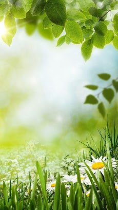 Green Spring Live Wallpaper Androidアプリ Applion