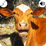 Cover Image of Unduh Cow Sound  APK