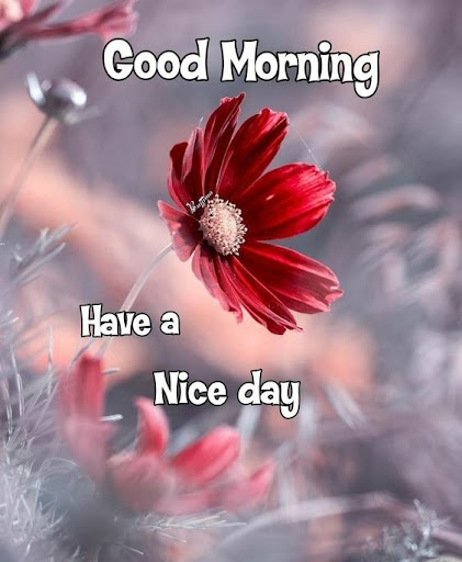 Morning Flower Wishes