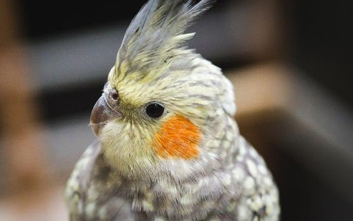 Singing to tame your cockatiel