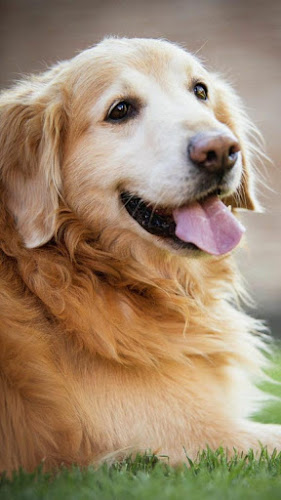 🐕 Golden Retriever Wallpapers –Cute Dog Wallpaper - Latest version for  Android - Download APK
