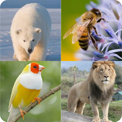 guess the animal name