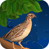 Chihuta Bird Game icon