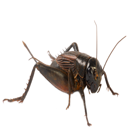 Crickets sounds 7.7.9 Icon