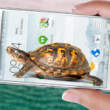 Turtle Walks in Phone joke icon