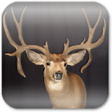 Deer Hunting Live Wallpaper ★ icon