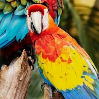 Macaw Parrot Bird HD Wallpapers
