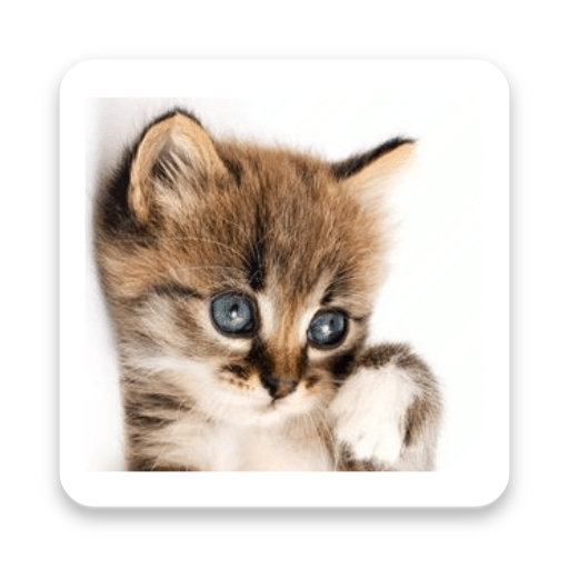 How old is your cat? 1.1 Icon