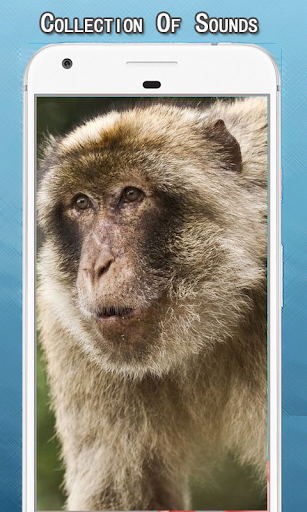 Android application Monkey Sounds Ringtone screenshort