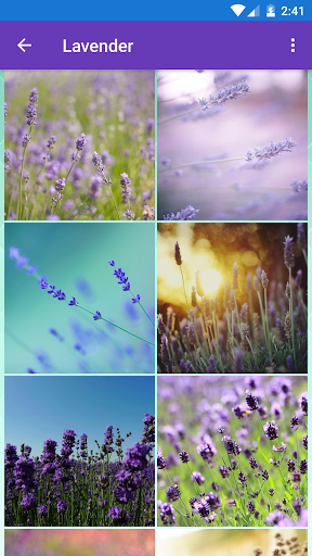 Cactus Iris Lavender Lilac