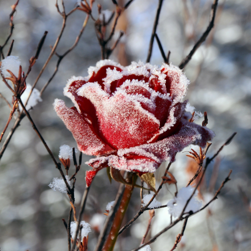 Winter Flowers Live Wallpaper  Icon