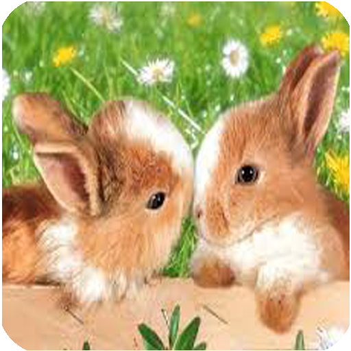 Conejos fondos de pantalla y w - Ứng dụng trên Google Play
