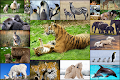 screenshot of Baby Animal Jigsaw Puzzles