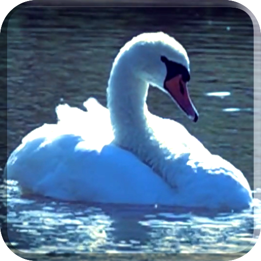 Swans Video Wallpaper Download on Windows
