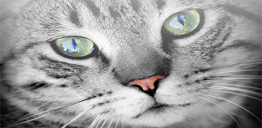 人猫語翻訳機 Google Play のアプリ