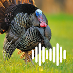 Cover Image of Download Turkey hunting calls  APK