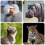 Cover Image of ダウンロード Mammals – Learn All Animals in Photo - Quiz! 1.92 APK