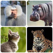 Mammals – Learn All Animals in Photo - Quiz!