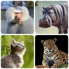 Mammals – Learn All Animals in 1.92