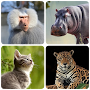 Mammals – Learn All Animals in