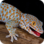 Cover Image of Tải xuống Gecko Sounds 1.5 APK