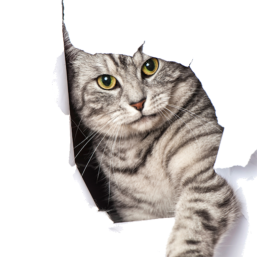 Funny cat videos and pictures