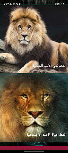 الأسد ملك الغابه