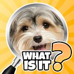 What is it? Pics Trivia Quiz
