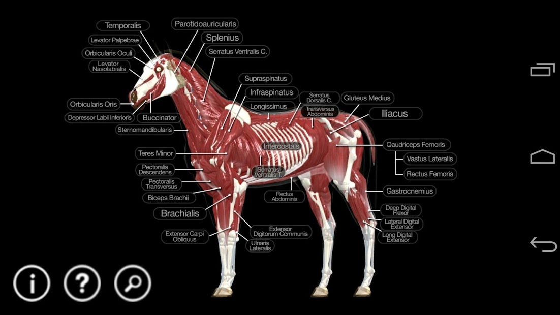 Screenshot 5 Horse Anatomy: Equine 3D android