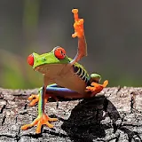 Frog Wallpapers icon