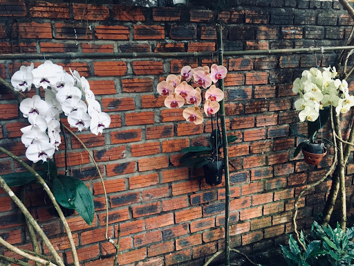 Screenshot of Orchid Garden