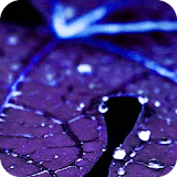 Blue Leaf Water Drop Theme HD icon