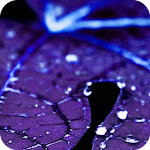 Blue Leaf Water Drop Theme HD Apk