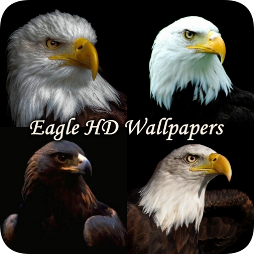 Eagle Wallpaper HD Aesthetic 1.1 Icon