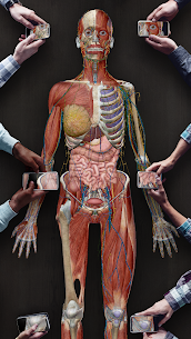 Human Anatomy Atlas Apk Download Version 2021.2.27 7