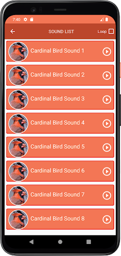 Cardinal Bird Sounds