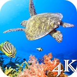 Turtle 4K Live Wallpaper icon