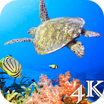 Turtle 4K Live Wallpaper Apk