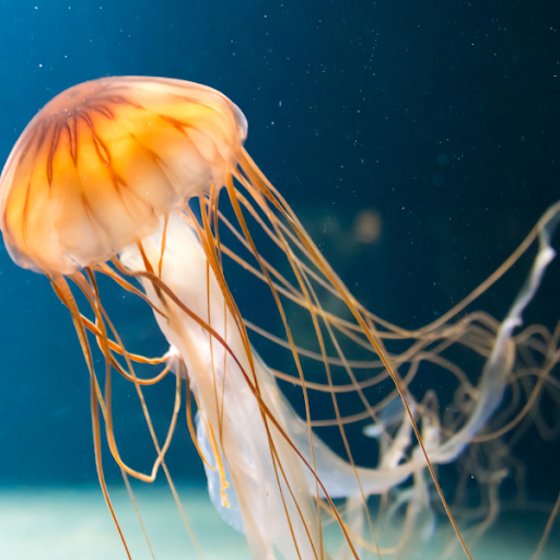 Jellyfish Wallpapers