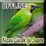 Kicau Cucak Ijo Juara Offline icon