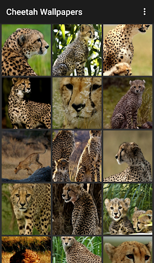 Android application Cheetah Wallpapers screenshort