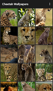 Cheetah Wallpapers Unknown